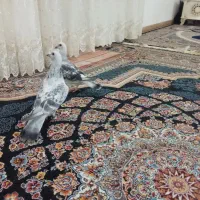 یجفت بدرنگ کلاغ افغان