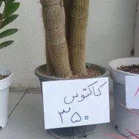 انواع گل آپارتمانی|گل و گیاه طبیعی|قزوین, |دیوار