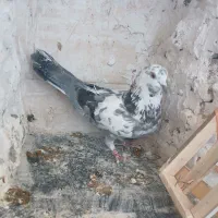 کفترگم کردم شازده سبز یه سین دم قهوه ای هم امروز|پرنده|ساوه, |دیوار