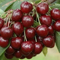 بهترین ارقام نهال های میوه|خدمات باغبانی و درختکاری|سلماس, |دیوار