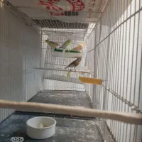 قناری ماده آماده