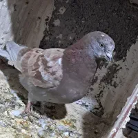 کبوتر|پرنده|اسلامآباد غرب, |دیوار