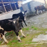 فروشی ۳راس دورگ محلی درجه یک