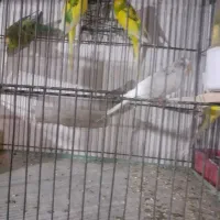 مرغ عشق نر