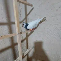 کفتر ماده|پرنده|نیشابور, باغ نو|دیوار