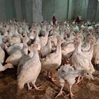 جوجه بوقلمون برنز و بوربون و بیوتی 2ماهه|حیوانات مزرعه|شیراز, دروازه قران|دیوار