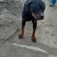 سگ روت وایلر