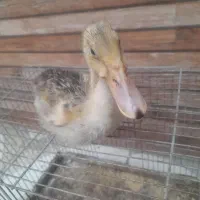 جوجه اردک