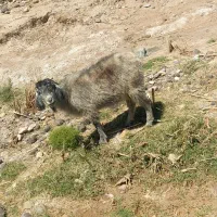 30عدد بز جون نژادکورکی ابست