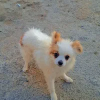 سگ پامر روباهی ماده 4 ماهه قیمت پیشنهادی|سگ|شیراز, کوشک میدان|دیوار