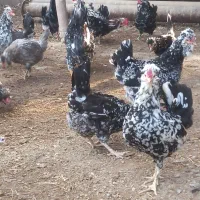 فروش تخم نطفه دار گلین