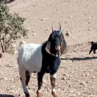 گوسفند سرقت شده