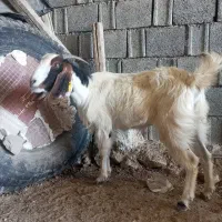 حیوانات خانگی بز