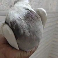 کبوتر طوقی|پرنده|شاهین‌شهر, گزبرخوار|دیوار