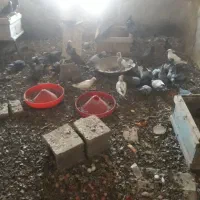 حدود ۳۰ تا کبوتر