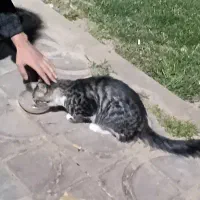 واگذاری رایگان گربه نژاد دار