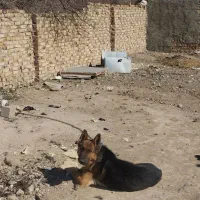 سگ ژرمن نر و ماده