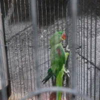 ۱عدد شاه طوطی و۱ عدد ملنگو نر جوان|پرنده|بندر ماهشهر, |دیوار