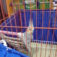 عروس هلندی نر