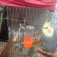 طوطی برزیلی و عروس هلندی