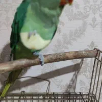 شاه طوطی نر|پرنده|فردیس, فردیس|دیوار