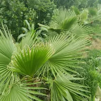 فروش برگ گل پالم