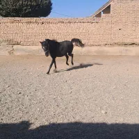 کره اسب مادیون مامونیه