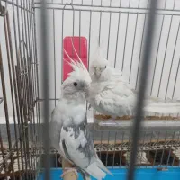 جفت هلندی عتیقه شرط تخم بچ