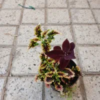 گل پاندانوس بسیار زیبا|گل و گیاه طبیعی|بوژگان, |دیوار