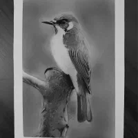 سفارش چهره نقاشی سیاه قلم|تابلو، نقاشی، عکس|شهریار, کهنز|دیوار