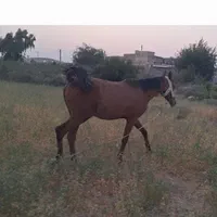 کره اسب