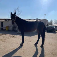 مادیان یکسر