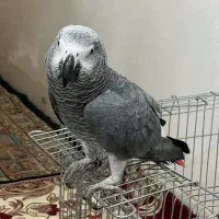 کاسکوی دم قرمز|پرنده|رشت, کوی قدس|دیوار