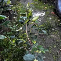 گل یاس گلدانی|گل و گیاه طبیعی|رامسر, |دیوار