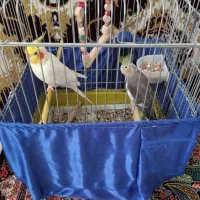 عروس هلندی