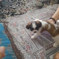 توله سگ شیتزو عروسکی