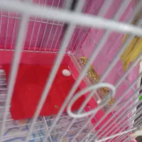 تخم عروس هلندی