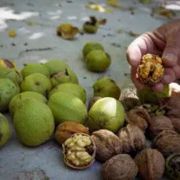 گردو تر و خشک|خوردنی و آشامیدنی|تهران, سنگلج (شاپور)|دیوار