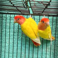 طوطی برزیلی مولد در رنگ های خاص|پرنده|قائمشهر, |دیوار