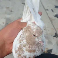 کبوتر پرشی