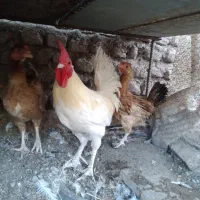 مرغ محلی و لاری