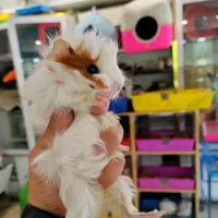 موش و خرگوش و همستر و خوکچه هندی