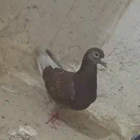 بور مگس ماده