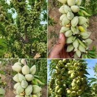 نهال بادام