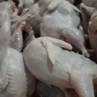 بلدرچین ۵۰ روز تازه به تخم آمدن|حیوانات مزرعه|اهواز, منبع اب|دیوار