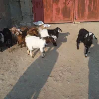 فروش بزغاله نر وماده|حیوانات مزرعه|میاندوآب, |دیوار