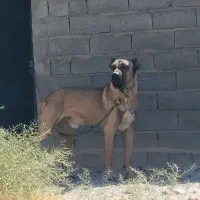 سگ ایرانی|سگ|ملکان, |دیوار