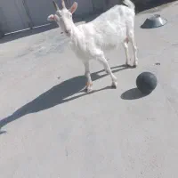 یک عدد بز سانن با کلر پاکستانی باکهره|حیوانات مزرعه|شیراز, شهرک مدرس|دیوار