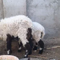 میش لتکی و بره|حیوانات مزرعه|سیب و سوران, |دیوار