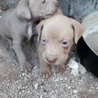 توله پیت بول خفن